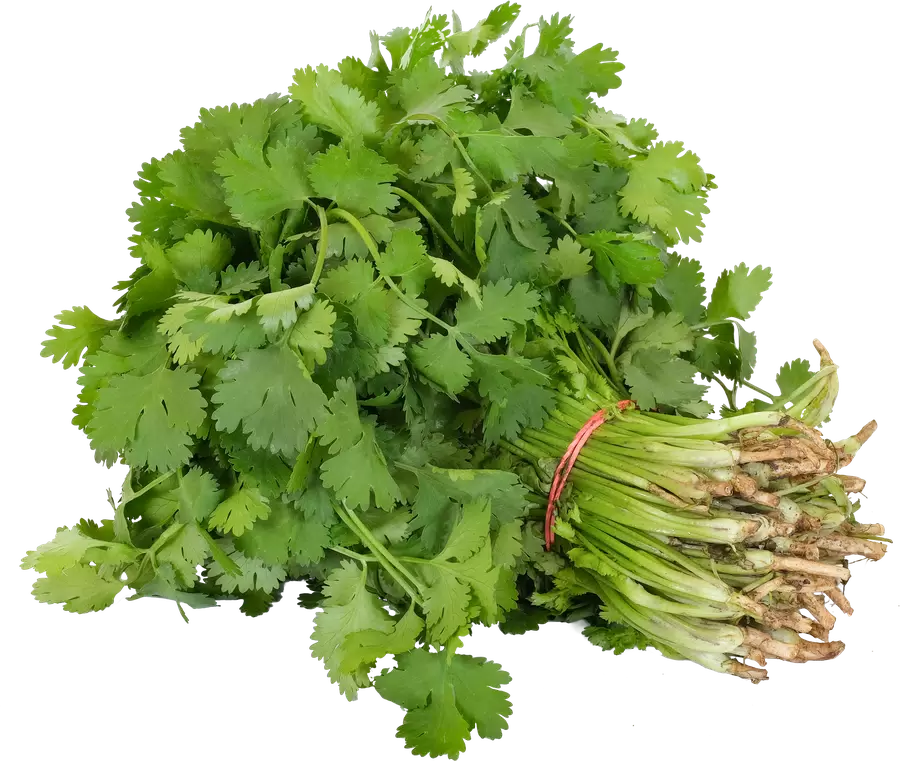 Кинза 1кг вес